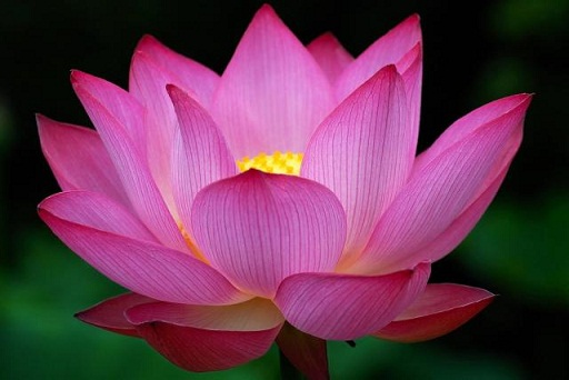 Lotus Çiçeği Yüz Paketi