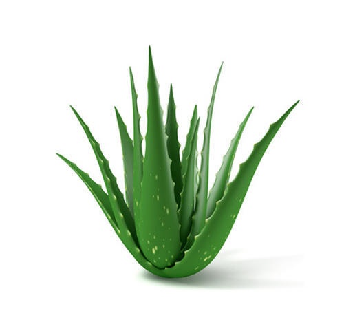 Boyun Kırışıklıklarını Gidermek için Aloe Vera