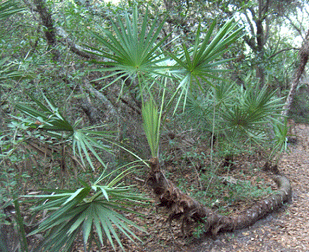 saç için testere palmetto