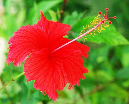 Hibiscus su migdolų aliejumi plaukų augimui