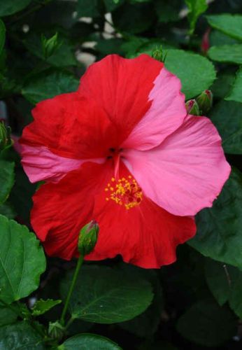 Saç için Hibiskus ve Soğan