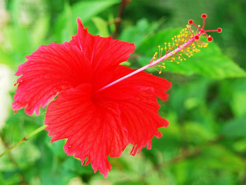 Saç Uzaması İçin Hibiskus Nasıl Kullanılır?