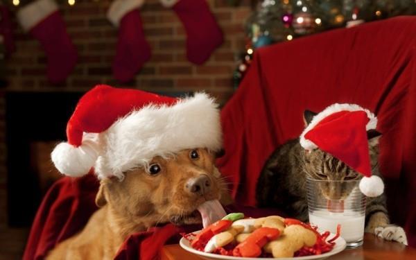 σκύλος γάτα Χριστούγεννα ψήνετε μπισκότα σκύλου μόνοι σας