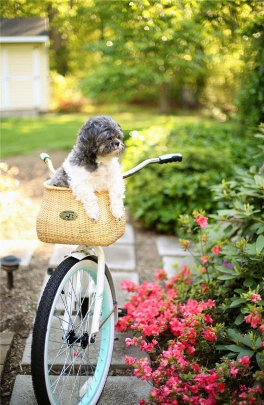 σχεδιασμός καλαθιού σκύλου ποδηλασία κατοικίδια ζώα τρόπος ζωής