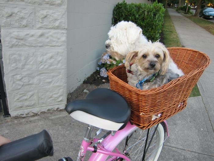 σκυλί καλάθι ποδήλατο σχέδιο πολλαπλών σκύλων κατοικίδια ζώα