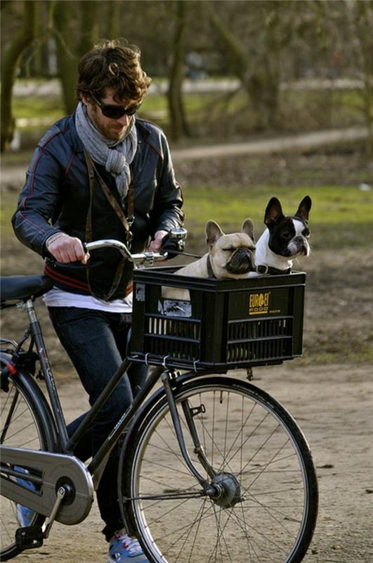 σκυλί καλάθι ποδήλατο diy ιδέες δύο σκυλιά