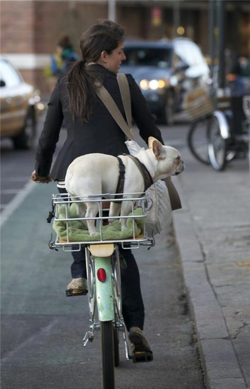 ποδήλατο καλαθιού σκύλου επιλέξτε το σωστό σχέδιο
