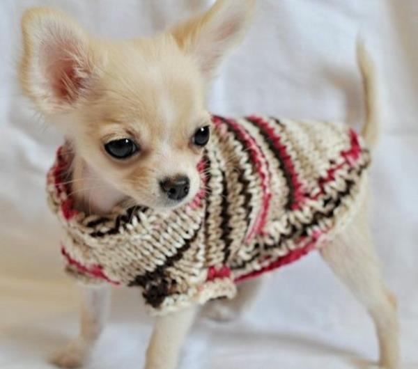 πλεκτά πουλόβερ σκύλου μόνοι σας diy έργα κατοικίδια ζώα