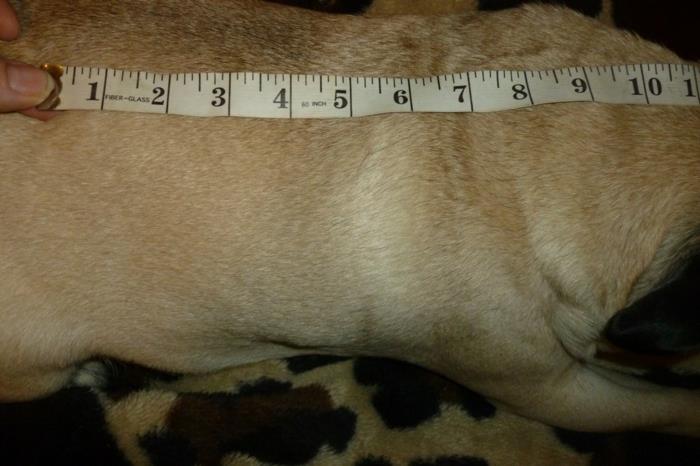 πλέξιμο πουλόβερ σκύλου μέτρηση μήκους