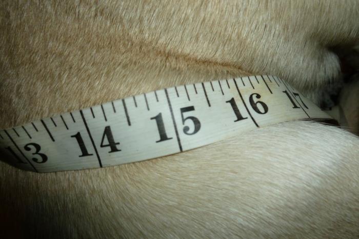 Μετρήστε πλεκτό πουλόβερ σκύλου
