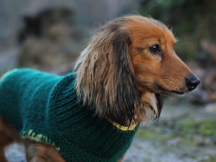 πλεκτό πουλόβερ σκύλου πράσινο