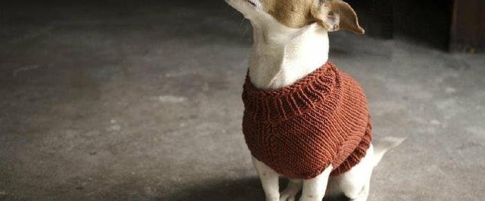πουλόβερ σκυλί πλεκτό γιλέκο κουταβιού