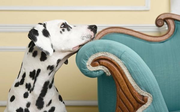 ράτσες σκύλων καναπές κατοικιδίων σκυλιών Δαλματίας