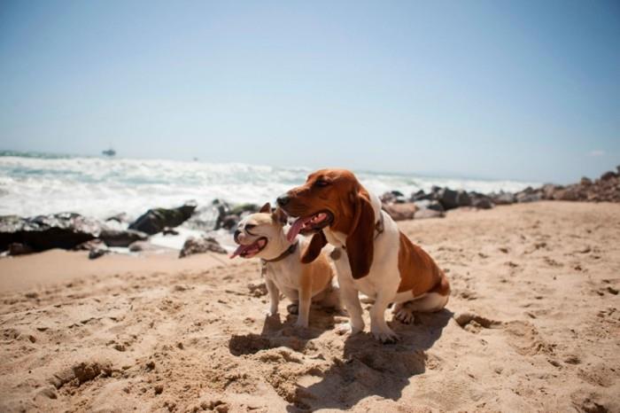 Παραλία σκύλων που σχεδιάζει διακοπές με ένα σκυλί