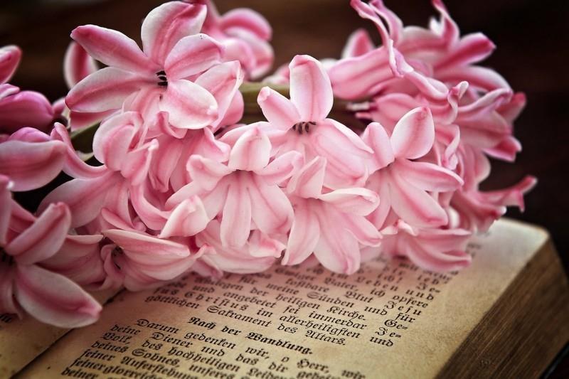 λουλούδι υάκινθου ροζ παλιό βιβλίο