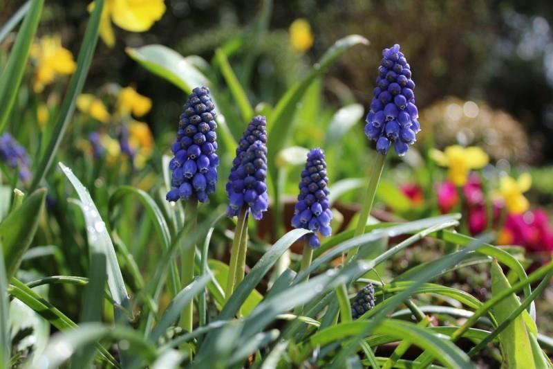 υάκινθος άγρια ​​μπλε ανοιξιάτικα λουλούδια