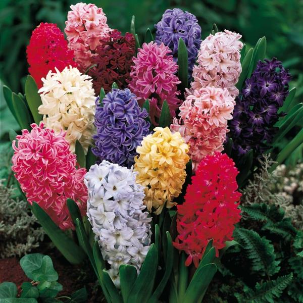 λουλούδια υάκινθου χρωματισμένα όμορφα φρέσκα λουλούδια κήπου
