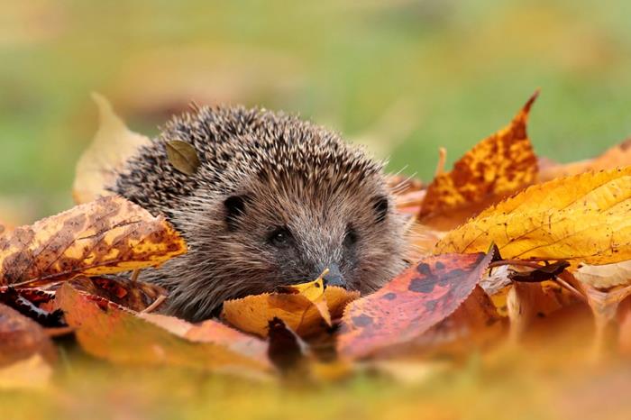 Hedgehog forttern στον κήπο ξεχειμωνιάζει φύλλα φθινοπώρου