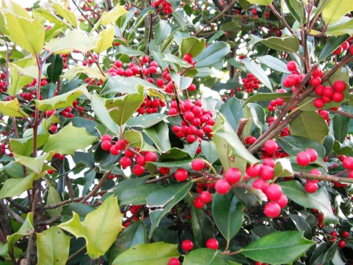 αειθαλή φυτά σχεδιασμός κήπου holly