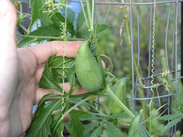 Inca αγγούρι καλλιέργεια superfood καλλιέργεια