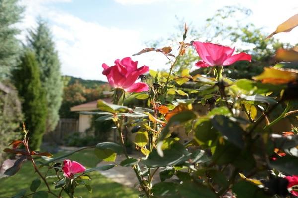 συμβουλές εσωτερικής διακόσμησης ροζ τριαντάφυλλα