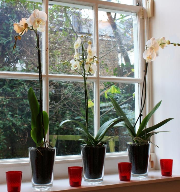 εσωτερικά φυτά λουλούδια παράθυρο διακόσμηση κεριά