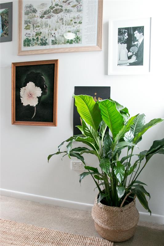 φυτά εσωτερικού χώρου γλάστρες φυτά διακοσμούν τοίχο