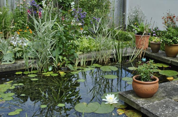 εμπνευσμένη λίμνη κήπου εικόνες λίμνη υδρόβιων φυτών