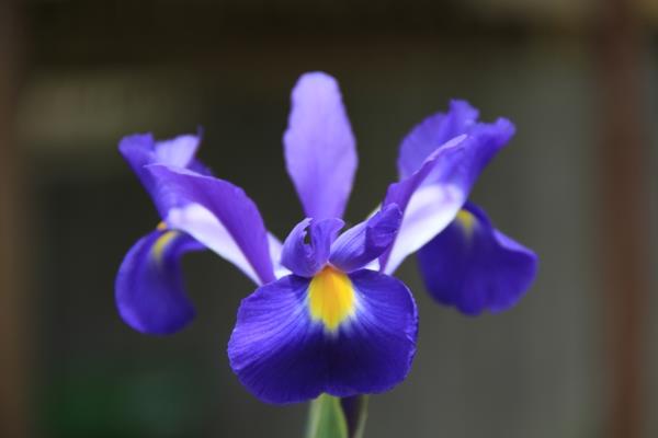 μοβ λουλούδια ίριδας που σημαίνει φυτά κήπου