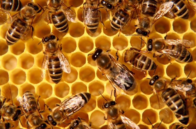 είναι μέλι υγιές μέλισσες αποτέλεσμα μέλι