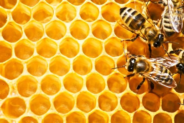 είναι μέλι υγιή κηρήθρα μέλισσες