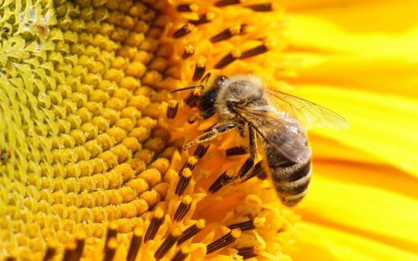 είναι μέλι υγιής γύρη συλλέγουν νέκταρ μέλισσες