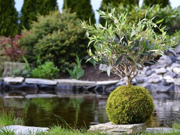 ιαπωνική τέχνη κήπου μπονσάι δέντρο βρύα βρύα DIY Kokedama