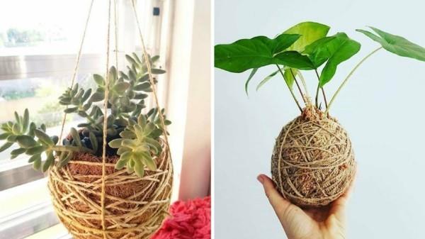 μπονσάι ιαπωνικής τέχνης κήπου DIY Kokedama