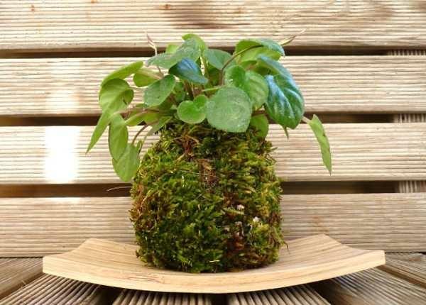 Japanese Garden Art Bonsai Moss Ball DIY Kokedama House Plants