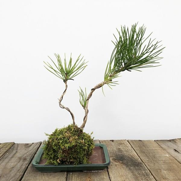 ιαπωνική τέχνη κήπου μπονσάι βρύα DIY Kokedama