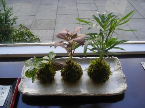 ιαπωνική τέχνη μπονσάι βρύα μπάλες DIY δημιουργώντας kokedama