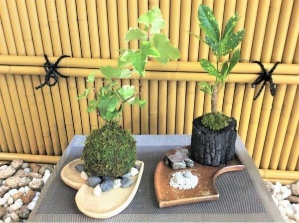 Ιαπωνικές ιδέες τέχνης κήπου βρύα μπάλα Kokedama
