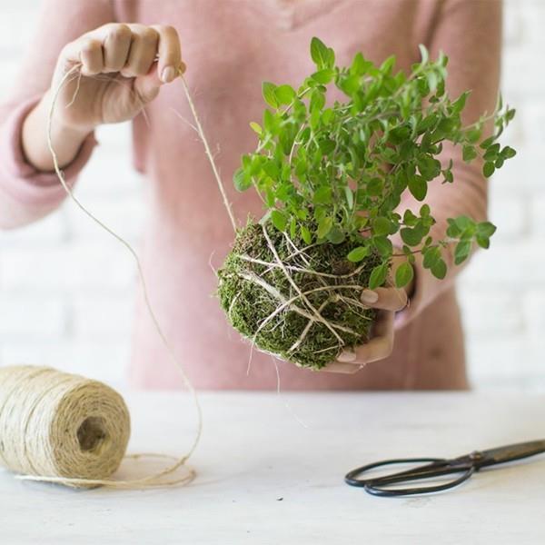 Μπάλα βρύου ιαπωνικής τέχνης κήπου DIY Kokedama τύλιγμα μπάλας με νήματα