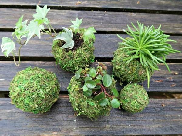 ιαπωνική τέχνη κήπου βρύα μπάλα DIY Kokedama μπάλες βρύα