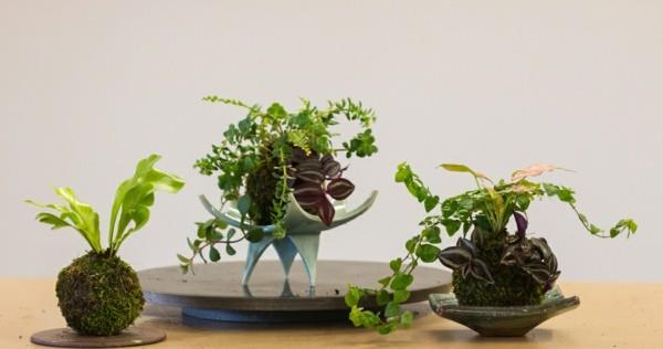 Ιαπωνική τέχνη κήπου με βρύα DIY Kokedama