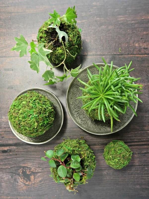 ιαπωνική κηπουρική παχύφυτα φυτά εσωτερικού χώρου DIY Kokedama