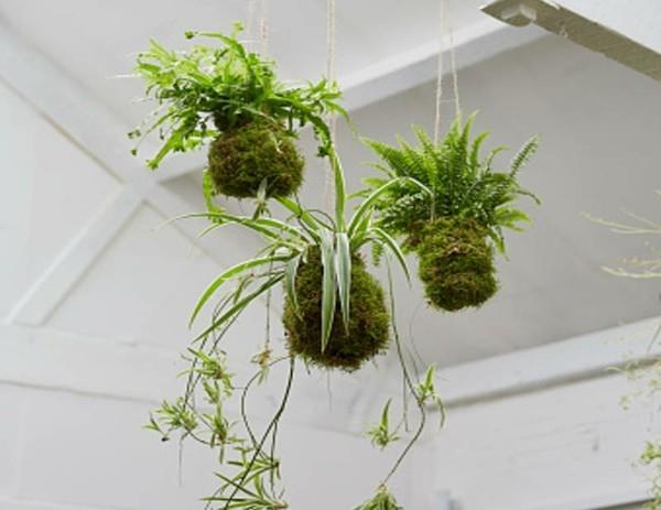 Η Ιαπωνική Kokedama φτιάξτε ιδέες μόνοι σας