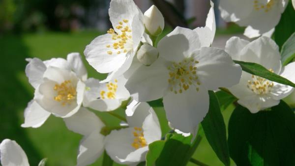 φυτό γιασεμί λευκά όμορφα λουλούδια έννοια
