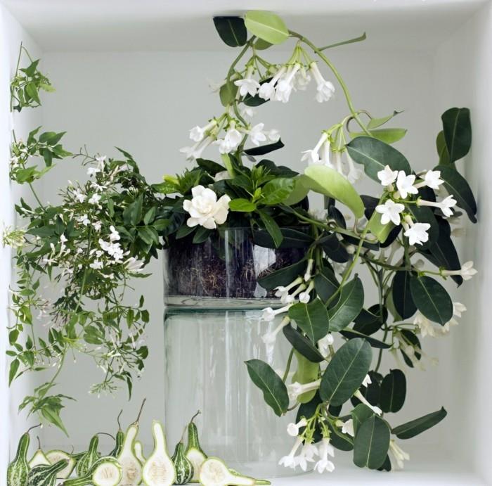 φυτά εσωτερικού χώρου γιασεμί φυτά διακόσμησης