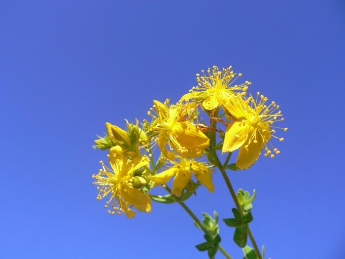 Γεγονότα φαρμακευτικού φυτού St. John's wort