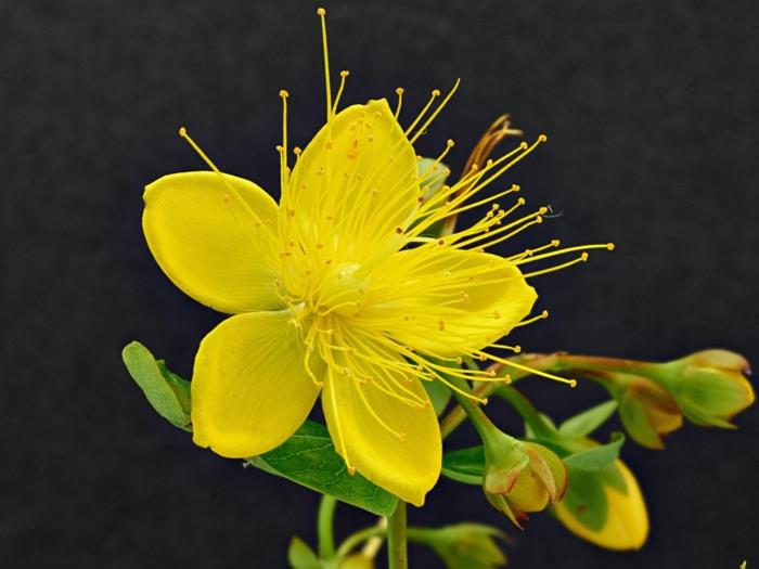 Θεραπευτικές ιδιότητες του St. John's wort Hypericum perforatum