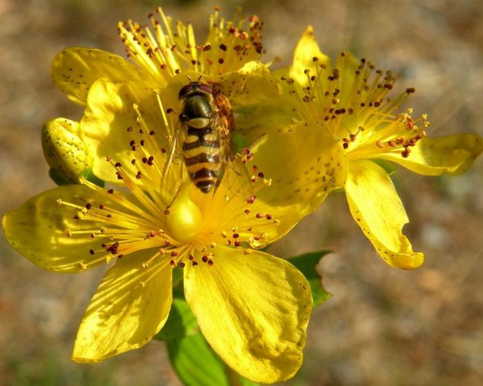 St. John's wort ανθίζει μέλισσα φαρμακευτική υγεία των φυτών