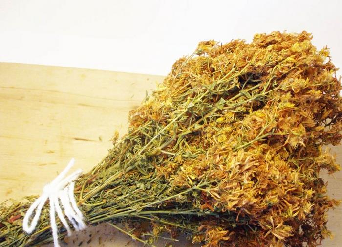 St. John's wort φαρμακευτικό φυτό ξηρός τρόπος ζωής υγεία