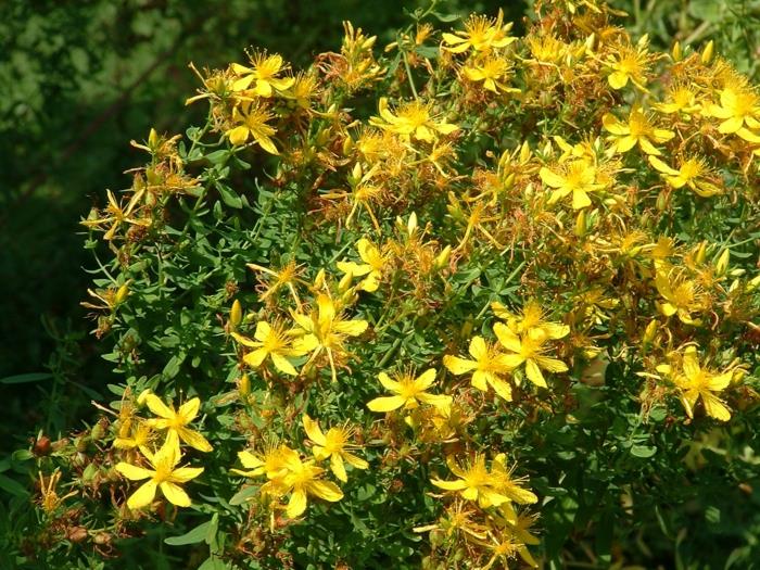 St. John's wort επίδραση φαρμακευτικών φυτών στον τρόπο ζωής